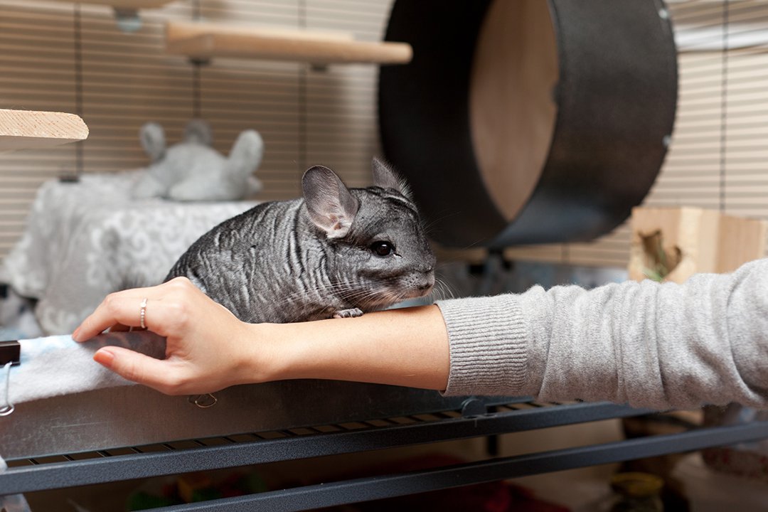 Chinchilla-Cage-on-Womans-Arm