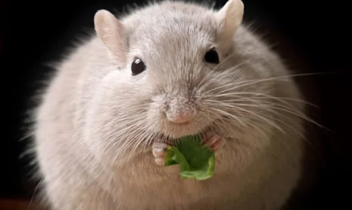 mouse eating greens