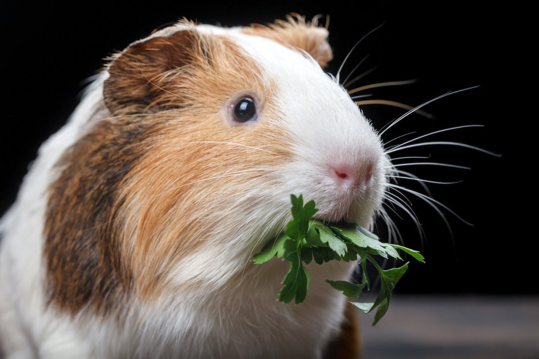 Guinea-Pig-Eating-Herbs