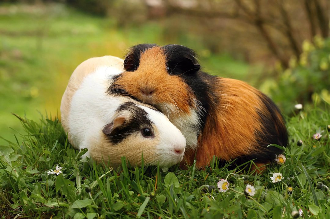 Cuddling Guinea Pigs