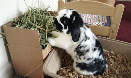 hay-rack-bunny