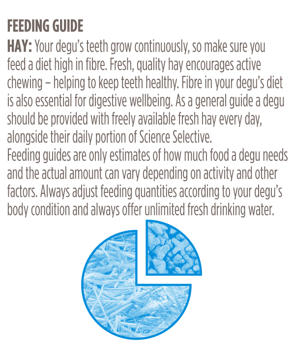 Degus-Feeding-Guide