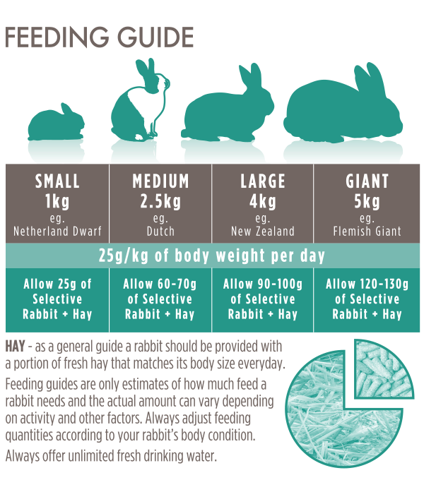 Adult-Rabbit-Feeding-Guide