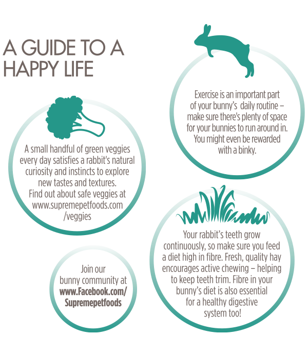 Adult-Rabbit-Happy-Life-Guide