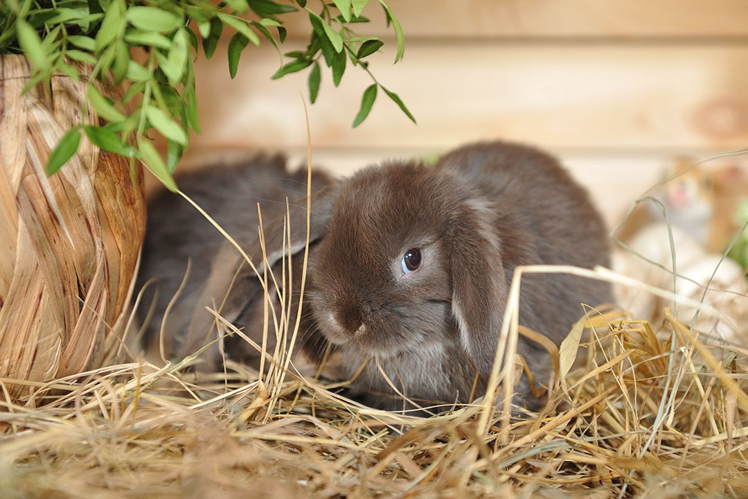 brown-rabbits-hay-pair