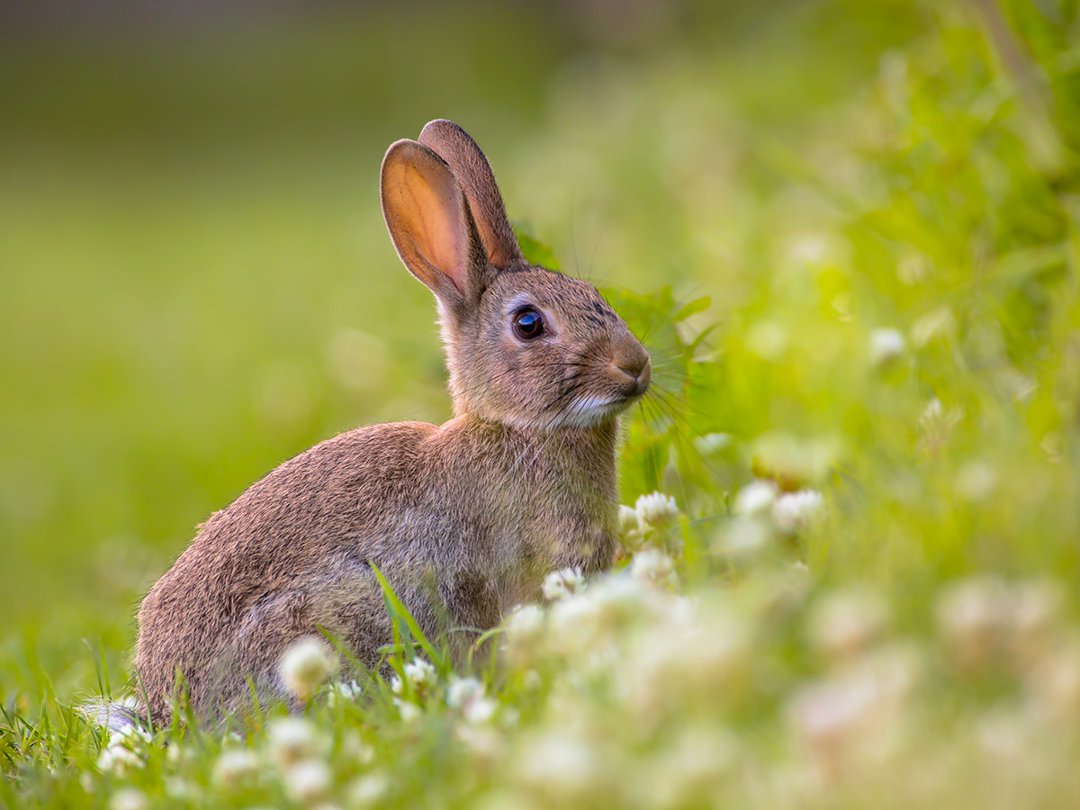 rabbit-grass-daisies