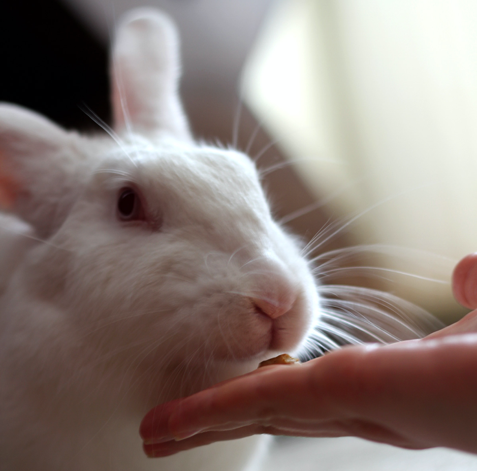 Feeding white rabbit