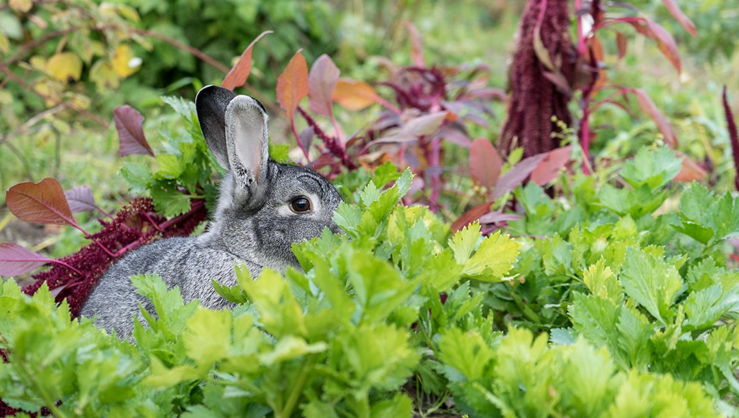 rabbit vegetables
