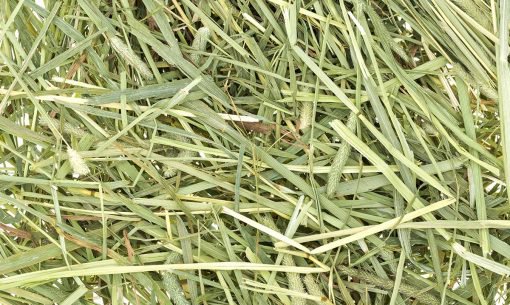 Timothy Hay